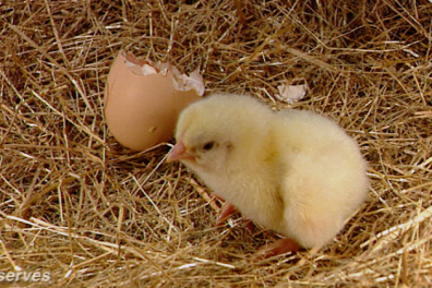 VID 0 287 99004 La reproduction de la Poule - extrait